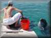 dolphins pictures 030314-17.jpg