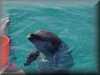 dolphins pictures 030314-18.jpg