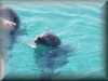 dolphins pictures 030314-19.jpg