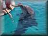 dolphins pictures 030314-25.jpg