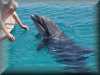 dolphins pictures 030314-26.jpg