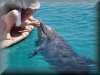 dolphins pictures 030314-27.jpg