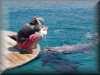 dolphins pictures 030314-30.jpg