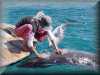 dolphins pictures 030314-33.jpg