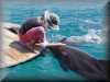 dolphins pictures 030314-34.jpg