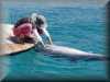 dolphins pictures 030314-35.jpg