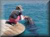 dolphins pictures 030314-36.jpg