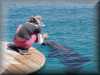 dolphins pictures 030314-37.jpg