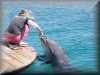 dolphins pictures 030314-38.jpg