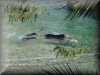 dolphins pictures 030314-41.jpg