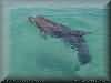 dolphins pictures 030601-60.jpg