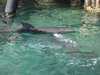 dolphins pictures 031103-09.jpg