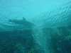dolphins pictures 031103-19.jpg