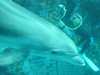 dolphins pictures 031103-21.jpg