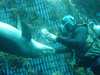 dolphins pictures 031103-26.jpg