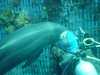 dolphins pictures 031103-29.jpg