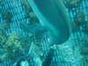 dolphins pictures 031103-30.jpg