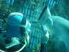 dolphins pictures 031103-33.jpg