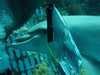 dolphins pictures 031103-34.jpg