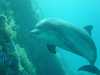 dolphins pictures 031103-39.jpg
