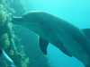dolphins pictures 031103-40.jpg