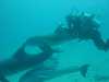 dolphins pictures 031103-44.jpg