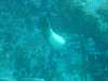dolphins pictures 031103-47.jpg