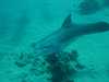 dolphins pictures 031103-55.jpg