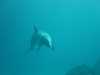 dolphins pictures 031103-58.jpg