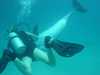 dolphins pictures 040515-04.jpg