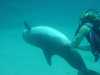 dolphins pictures 040515-05.jpg