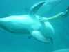 dolphins pictures 040515-07.jpg