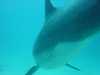 dolphins pictures 040515-08.jpg