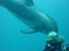 dolphins pictures 040515-10.jpg