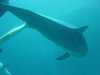 dolphins pictures 040515-12.jpg