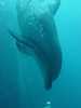 dolphins pictures 040515-14.jpg