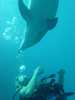 dolphins pictures 040515-15.jpg