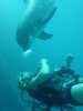 dolphins pictures 040515-16.jpg