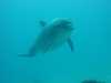 dolphins pictures 040515-20.jpg