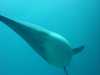 dolphins pictures 040515-21.jpg