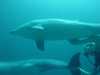 dolphins pictures 040515-24.jpg