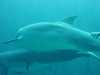 dolphins pictures 040515-25.jpg