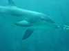 dolphins pictures 040515-26.jpg