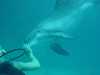 dolphins pictures 040515-30.jpg