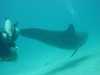 dolphins pictures 040515-35.jpg