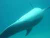 dolphins pictures 040515-37.jpg