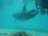 dolphins pictures 040515-43.jpg