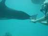 dolphins pictures 040515-45.jpg