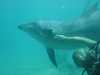 dolphins pictures 040515-47.jpg