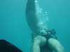dolphins pictures 040515-49.jpg